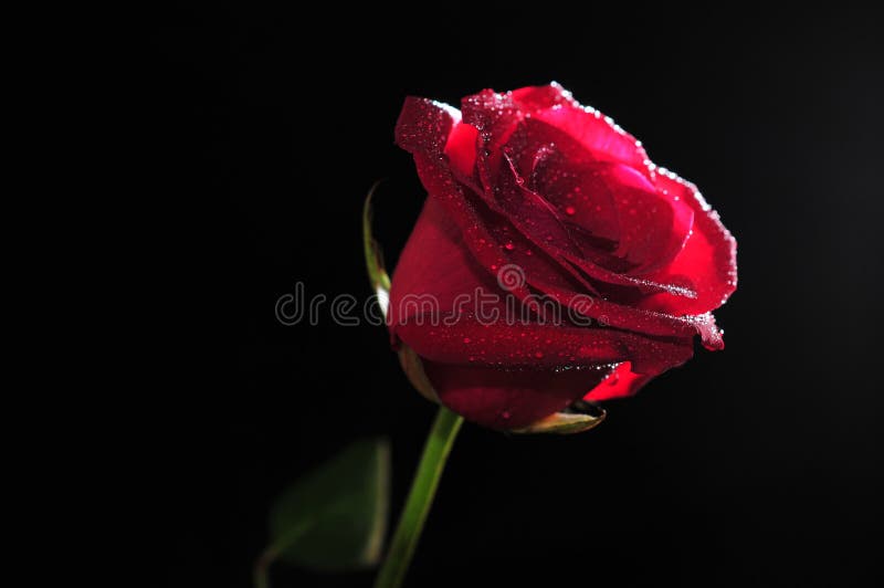 le rouge de pétale a monté photo stock le rouge de pétale a monté photo stock