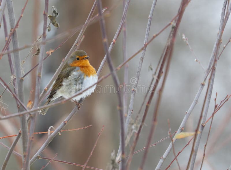 Oeuf Doiseau Robin Pétunias Image Stock Image Du