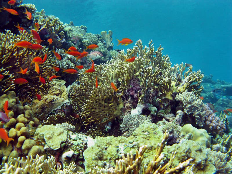 Le récif coralien avec les coraux durs terminent les poissons exotiques au bas de la mer tropicale photographie stock Le récif coralien avec les coraux durs terminent les poissons exotiques au bas de la mer tropicale photographie stock
