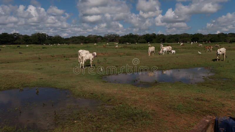 Le réservoir d'iranamadu dans le secteur où le LTTE a été fortement chargé photographie stock Le réservoir d'iranamadu dans le secteur où le LTTE a été fortement chargé photographie stock