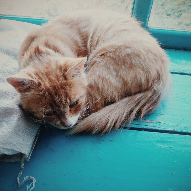 Le sac de couchage blanc jaune magique et beau de chat ne se tient pas sur la boîte bleue images libres de droits Le sac de couchage blanc jaune magique et beau de chat ne se tient pas sur la boîte bleue images libres de droits