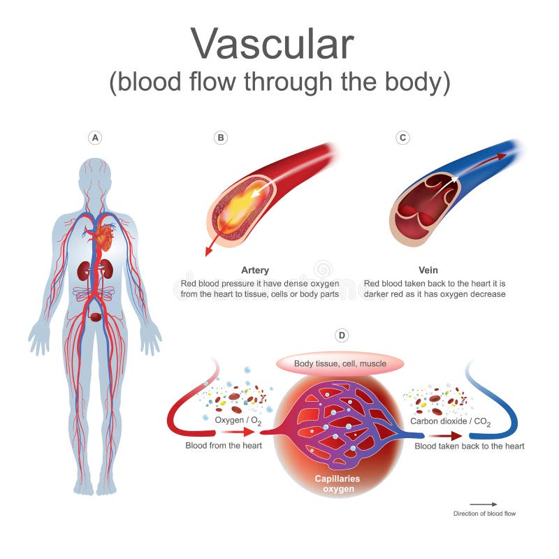 Le sang vasculaire traversent le corps