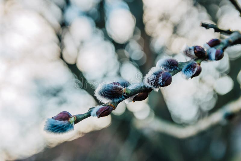 Le saule de chat fleurissant frais gentil s'embranche en premier ressort image stock Le saule de chat fleurissant frais gentil s'embranche en premier ressort image stock