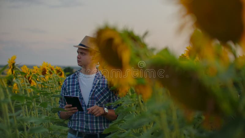 Le scientifique entre les hauts tournesols en été au coucher du soleil