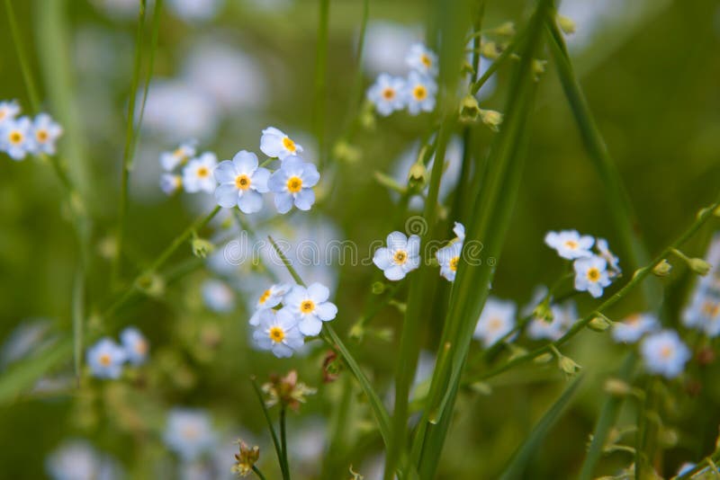 Le scorpion engazonne les fleurs bleues de myosotis en été image libre de droits Le scorpion engazonne les fleurs bleues de myosotis en été image libre de droits