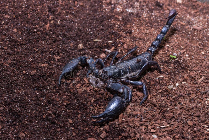 Le scorpion noir photographie stock libre de droits Le scorpion noir photographie stock libre de droits