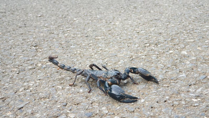 Le scorpion sur la préparation au sol pour combattre image libre de droits Le scorpion sur la préparation au sol pour combattre image libre de droits