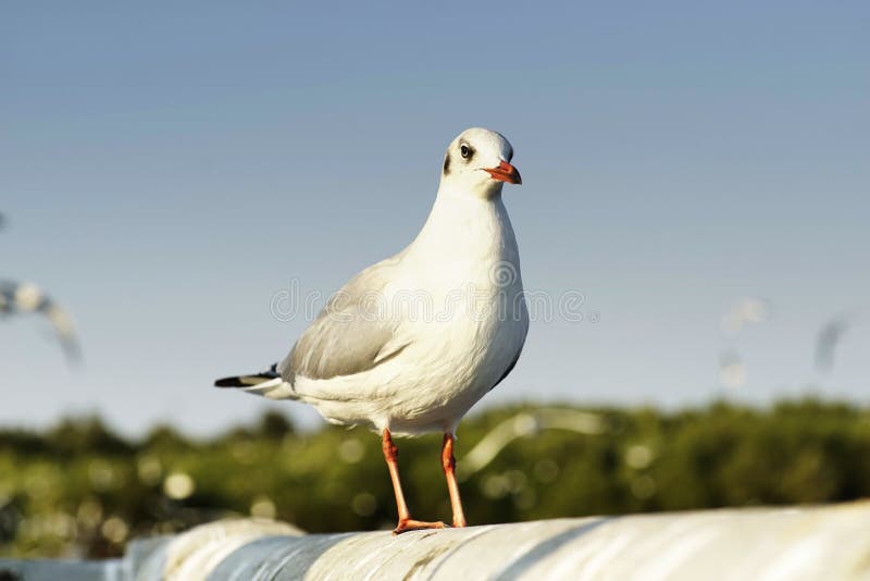 Le seagull de portrait est sur le pont avec le fond bleu naturel photos libres de droits Le seagull de portrait est sur le pont avec le fond bleu naturel photos libres de droits