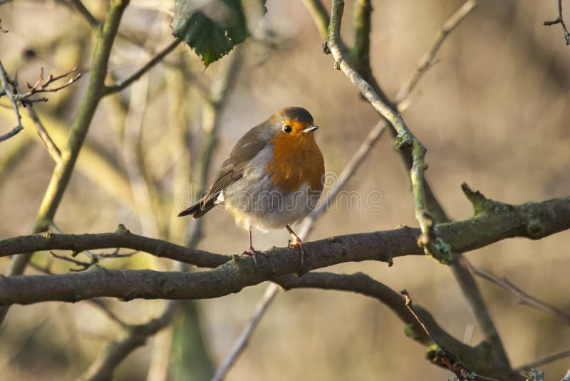 Le sein rouge de Robin était perché image libre de droits Le sein rouge de Robin était perché image libre de droits