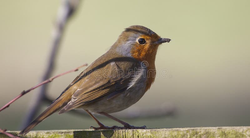 Le sein rouge de Robin était perché image libre de droits Le sein rouge de Robin était perché image libre de droits