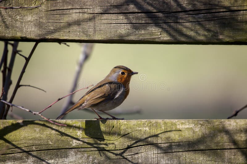 Le sein rouge de Robin était perché image stock Le sein rouge de Robin était perché image stock