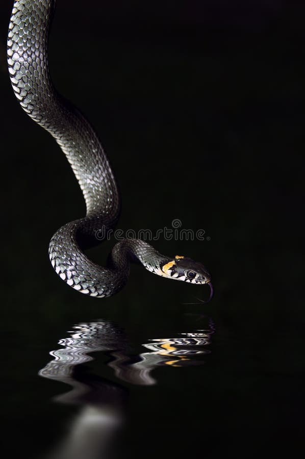Le serpent d'eau photos stock Le serpent d'eau photos stock