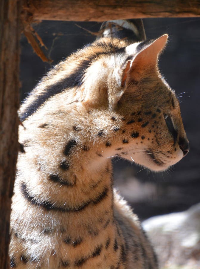 La Peau De Serval Est Originaire De Chat Sauvage En Afrique Image Stock Image Du Animal Visage