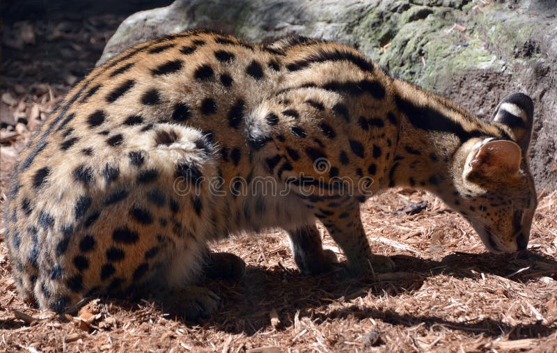 La Peau De Serval Est Originaire De Chat Sauvage En Afrique Image Stock Image Du Animal Visage La Peau De Serval Est Originaire De Chat Sauvage En Afrique Image Stock Image Du Animal Visage