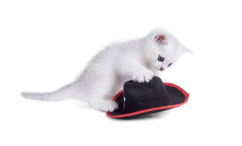 Le shorthair britannique de chaton blanc joue avec un chapeau D'isolement sur le whi image libre de droits Le shorthair britannique de chaton blanc joue avec un chapeau D'isolement sur le whi image libre de droits