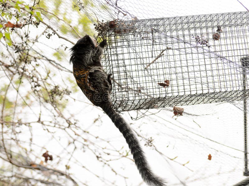 Le singe dans le jardin joue sur l'arbre Geoffroyi de Callithrix