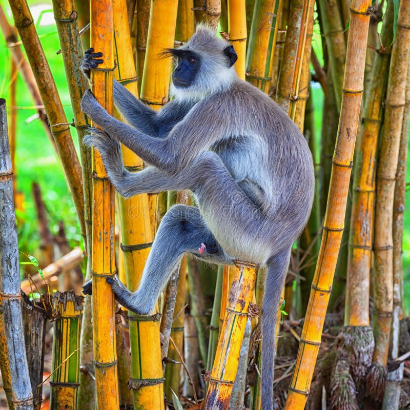 214 Photos de Le Singe Grimpe Un Arbre - Photos de stock gratuites et