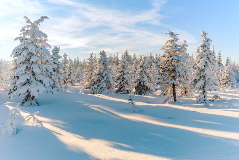 Le soleil de scène d'arbre de neige de forêt d'hiver photo libre de droits
