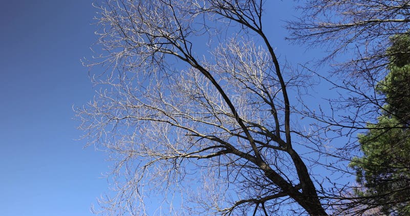 Le sommet de divers feuillus au printemps clips vidéos