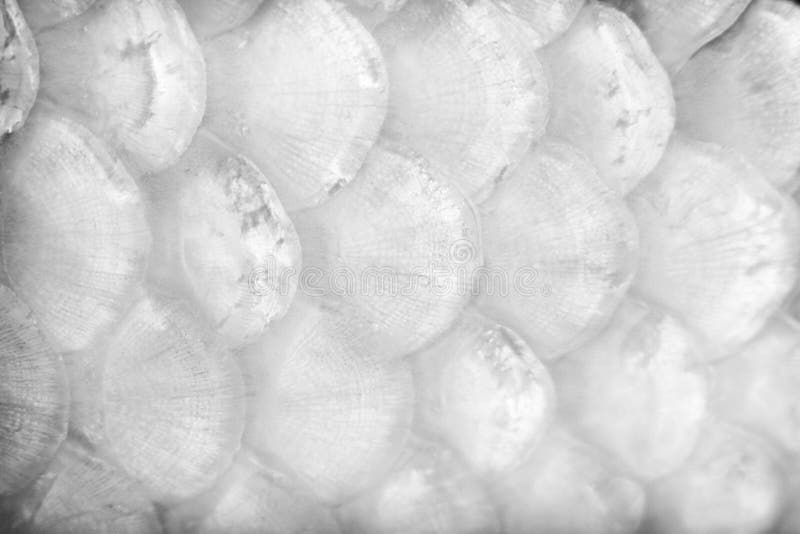 Le squame bianche o grige di struttura o di koi della carpa modella il fondo della natura immagini stock libere da diritti Le squame bianche o grige di struttura o di koi della carpa modella il fondo della natura immagini stock libere da diritti