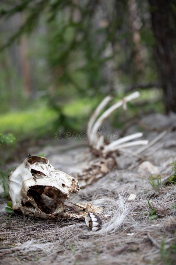 Le squelette d'un mouton de Big Horn dans la forêt chez Rocky Mountain National Park photographie stock libre de droits Le squelette d'un mouton de Big Horn dans la forêt chez Rocky Mountain National Park photographie stock libre de droits