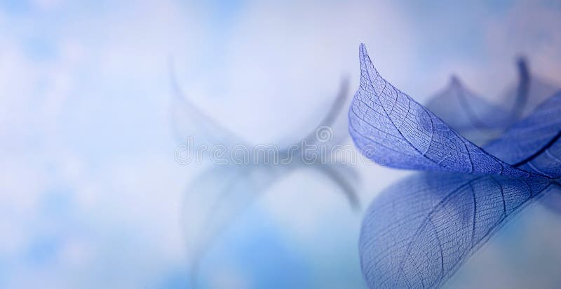 Le squelette part sur le fond blured, fin images libres de droits Le squelette part sur le fond blured, fin images libres de droits