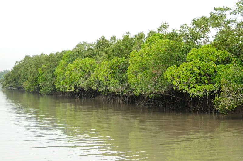 Le Sundarbans image libre de droits Le Sundarbans image libre de droits