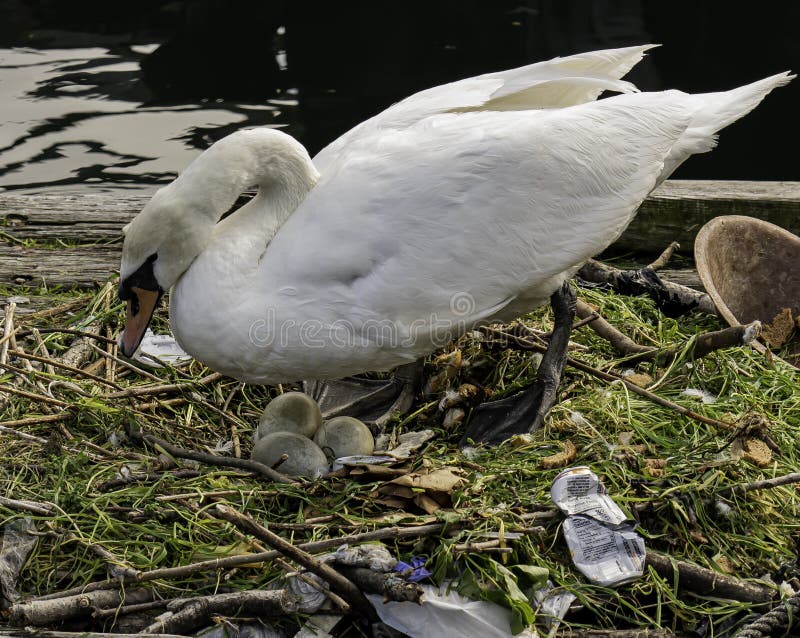 Swan siiting on the eggs in Sheepshead Bay, Brooklyn, New York, Emmons Ave channel , spring time May, 1, 2020. Life goes on despite Corona virus pandemic. Swan siiting on the eggs in Sheepshead Bay, Brooklyn, New York, Emmons Ave channel , spring time May, 1, 2020. Life goes on despite Corona virus pandemic