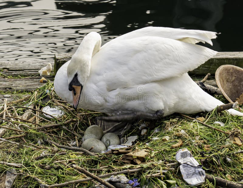 Swan siiting on the eggs in Sheepshead Bay, Brooklyn, New York, Emmons Ave channel , spring time May, 1, 2020. Life goes on despite Corona virus pandemic. Swan siiting on the eggs in Sheepshead Bay, Brooklyn, New York, Emmons Ave channel , spring time May, 1, 2020. Life goes on despite Corona virus pandemic