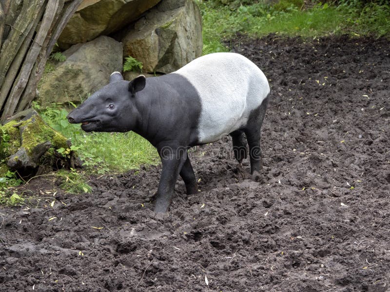 Le tapir asiatique, indicus de Tapirus, a une couleur noire et blanche curieuse photographie stock libre de droits Le tapir asiatique, indicus de Tapirus, a une couleur noire et blanche curieuse photographie stock libre de droits