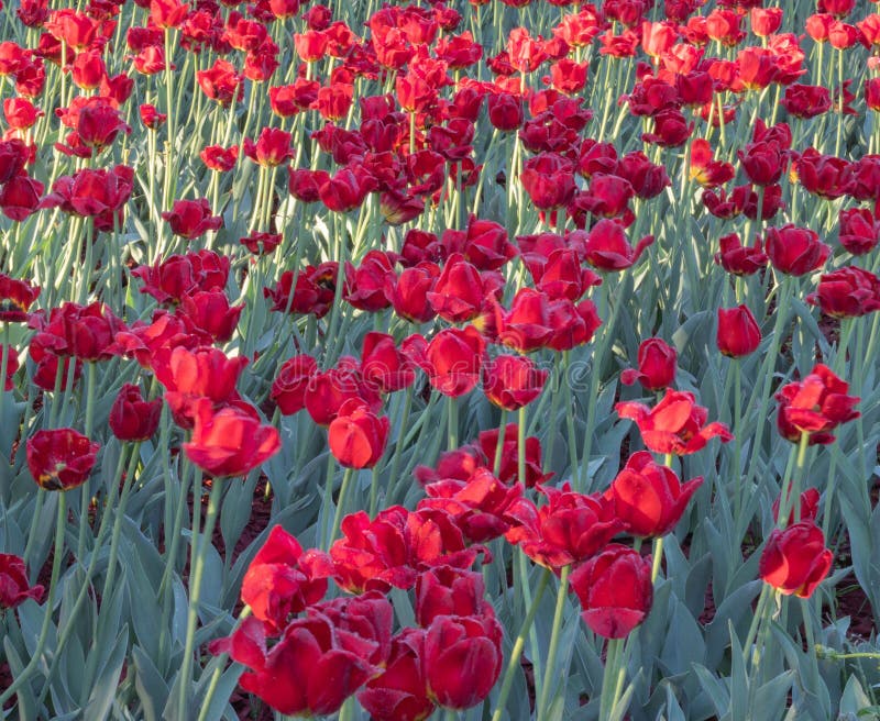Le tapis de tulipe a admirablement tiré photo stock Le tapis de tulipe a admirablement tiré photo stock