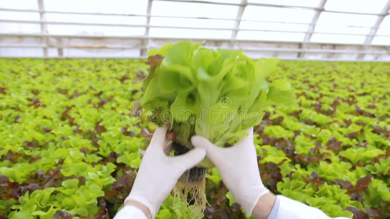 Le technicien de laboratoire considère la salade verte s'élevant dans les lieux de l'exploitation agricole banque de vidéos