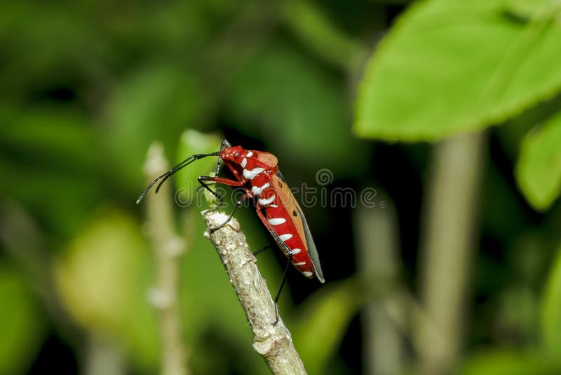 Le teinturier de coton sur des branches est considéré un insecte important photographie stock Le teinturier de coton sur des branches est considéré un insecte important photographie stock