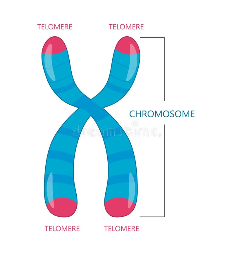 Le Telomere est l'extrémité d'un chromosome