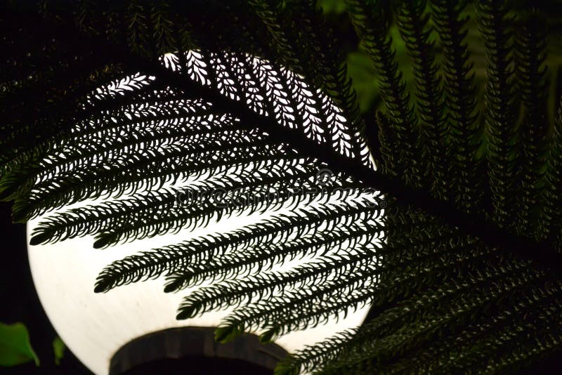 Le Thuja s'embranche sur la photo jaune de fond de lanterne de lune image libre de droits Le Thuja s'embranche sur la photo jaune de fond de lanterne de lune image libre de droits