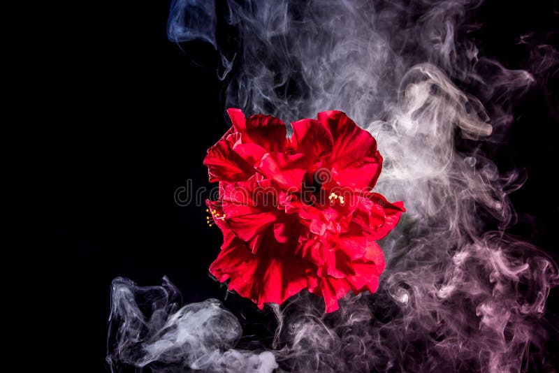 Le thé rouge créatif s'est levé fleur en nuages photographie stock libre de droits Le thé rouge créatif s'est levé fleur en nuages photographie stock libre de droits