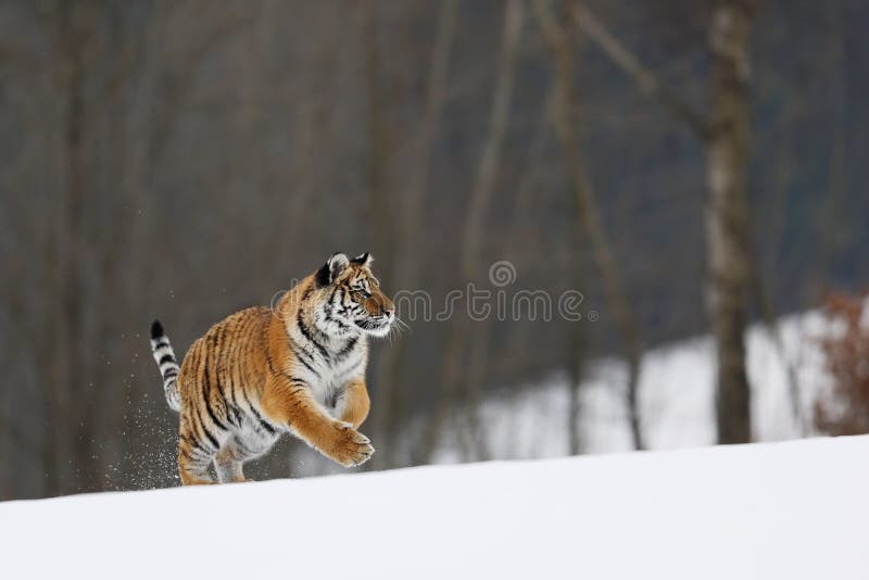 Siberian Tiger Portrait. Aggressive Stare Face Meaning Danger for the Prey  Foto de Stock - Imagem de animal, risco: 148370096