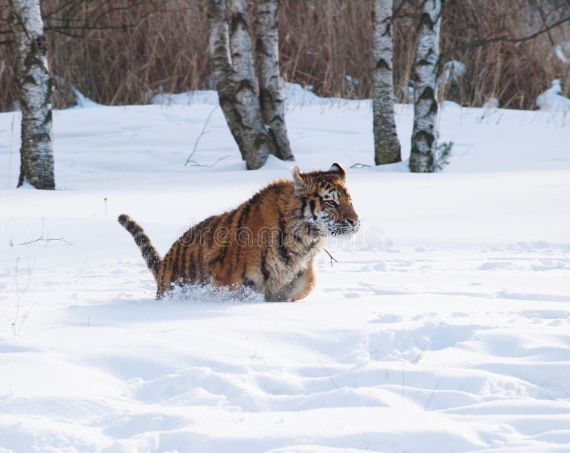 Siberian Tiger Portrait. Aggressive Stare Face Meaning Danger for the Prey  Foto de Stock - Imagem de animal, risco: 148370096