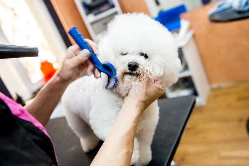 brosse etrille chien et chat poil frisé