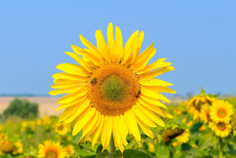 Le tournesol de floraison dans le domaine sous le ciel bleu, abeille rassemble le pollen, fond organique image libre de droits Le tournesol de floraison dans le domaine sous le ciel bleu, abeille rassemble le pollen, fond organique image libre de droits