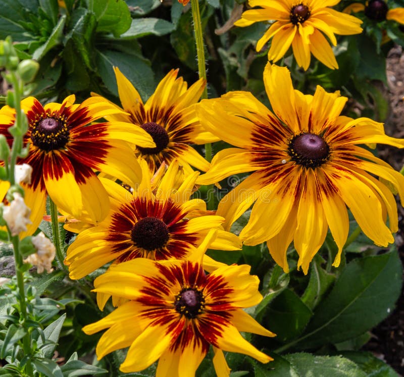 Le tournesol ou le Helianthus est jaune lumineux. Photo d'un groupe variété de tournesol ou de Helianthus probablement de cercle de feu