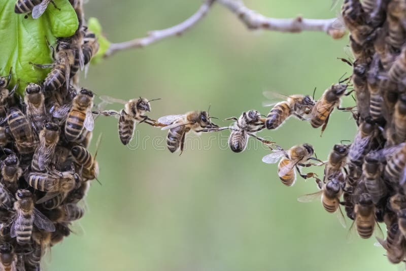 Le travail d'équipe des abeilles établissent un lien d'essaim d'abeille