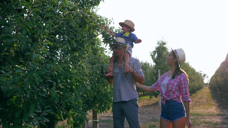 Le travail rural, famille heureuse des agriculteurs prennent des pommes des arbres dans le panier dans le jardin