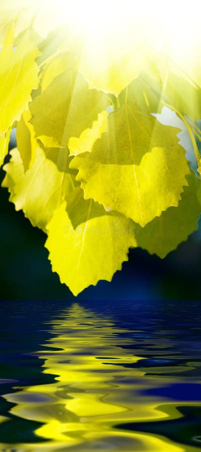 le tremble laisse l'eau images stock le tremble laisse l'eau images stock