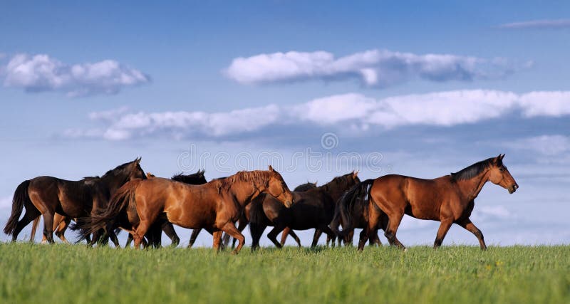 Le troupeau de chevaux dans le pâturage monte sur le beau fond image stock Le troupeau de chevaux dans le pâturage monte sur le beau fond image stock