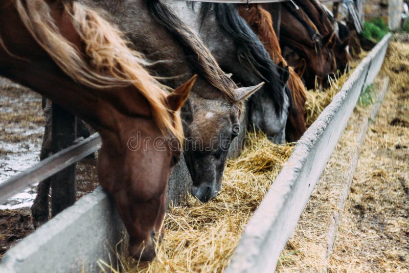 Le troupeau de chevaux mange le foin Troupeau de beaux chevaux image libre de droits Le troupeau de chevaux mange le foin Troupeau de beaux chevaux image libre de droits
