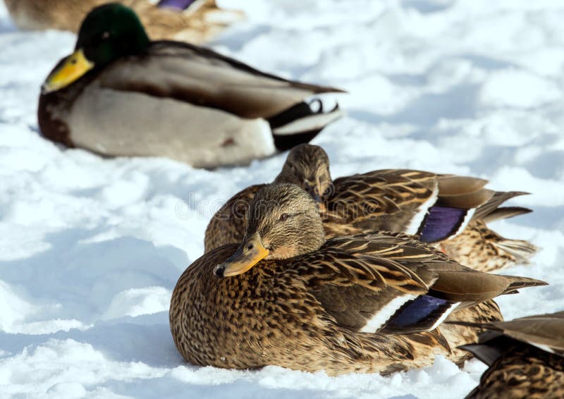 Le troupeau des canards sur l'étang glacent Oiseaux sur l'étang en hiver. Troupeau des canards sur la neige Oiseaux sur l'étang en hiver Oiseaux sauvages dans la ville
