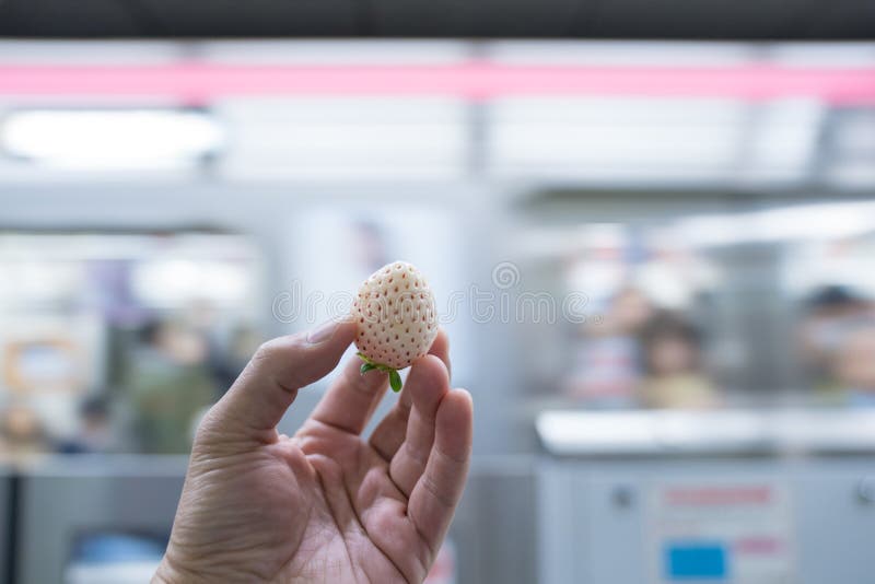 Le type de fraise, mais doux blanc et d?licieux ont ?t? tenus dans la main avec le souterrain/fond souterrain image libre de droits Le type de fraise, mais doux blanc et d?licieux ont ?t? tenus dans la main avec le souterrain/fond souterrain image libre de droits