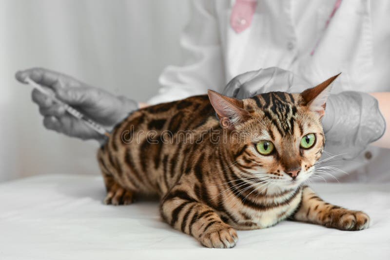 Le Veterinaire Fait Une Injection Intramusculaire D Un Chat Du Bengale Image Stock Image Du Vaccin Injection Le Veterinaire Fait Une Injection Intramusculaire D Un Chat Du Bengale Image Stock Image Du Vaccin Injection