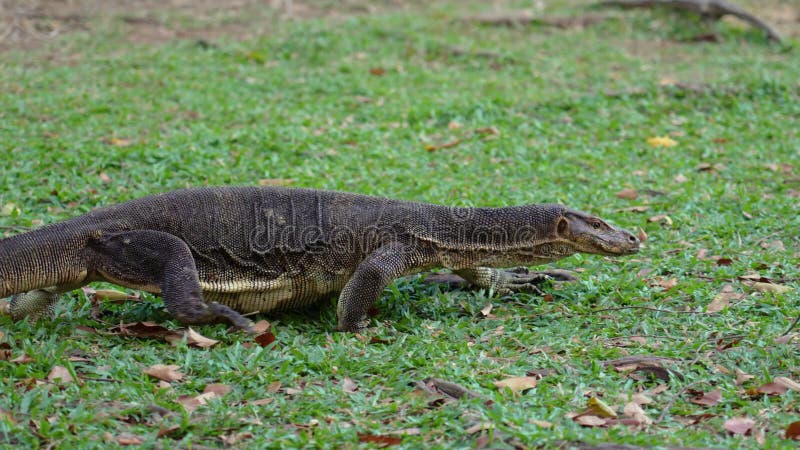 Le varanus salvator lizard se déplace vers l'eau à travers l'herbe dans la forêt clips vidéos
